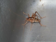 Ceuthophilus gracilipes