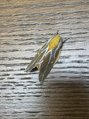 Syssphinx albolineata