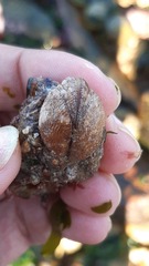 Brachidontes granulatus