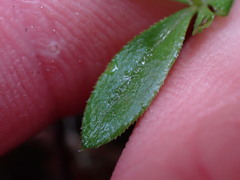 Galium triflorum