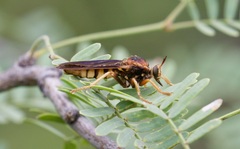 Prolepsis tristis