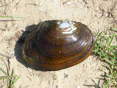 Sinanodonta woodiana