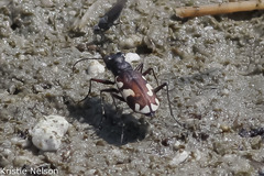 Cicindela willistoni