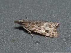 Eudonia heterosalis