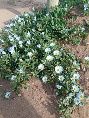 Nolana paradoxa