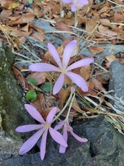 Colchicum autumnale