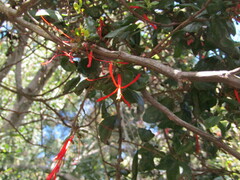 Tristerix corymbosus