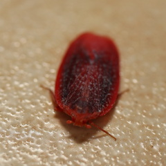 Achilus flammeus