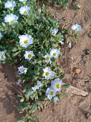 Nolana paradoxa