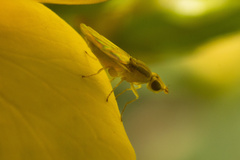 Meromyza