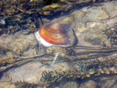 Sinanodonta woodiana