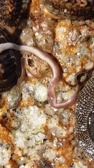 Nemertopsis bivittata