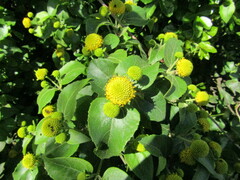 Podanthus ovatifolius