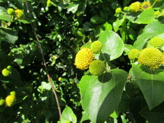 Podanthus ovatifolius