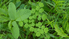 Thalictrum occidentale