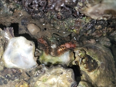 Spurilla braziliana