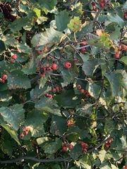 Crataegus chrysocarpa
