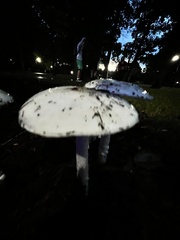 Amanita bisporigera