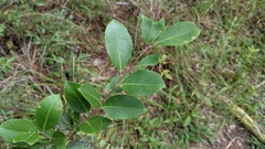 Ilex coriacea
