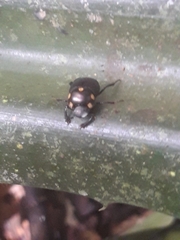 Canthon septemmaculatus