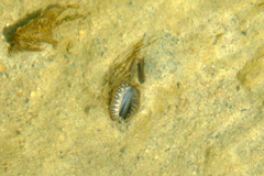 Sinanodonta woodiana