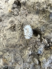 Cryptolaemus