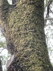 Homalothecium nuttallii