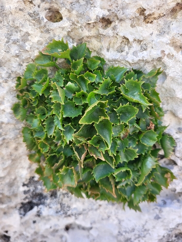 Image of Campanula fenestrellata by (c) Jacek Pietruszewski, some rights reserved (CC BY)