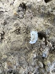 Cryptolaemus