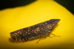 Paraphlepsius collitus