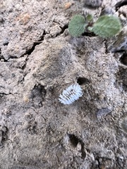Cryptolaemus