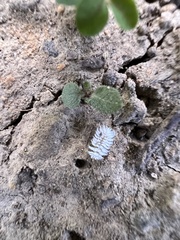 Cryptolaemus