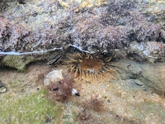 Actiniidae