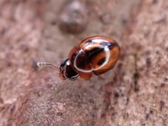 Agathidium