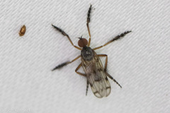 Empidoidea