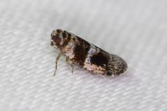 Catonia texana