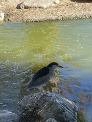Nycticorax nycticorax
