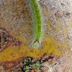 Acronicta connecta