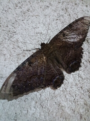 Ascalapha odorata