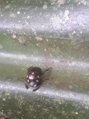 Canthon septemmaculatus