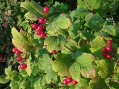 Viburnum opulus opulus