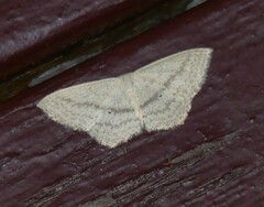 Scopula perlata