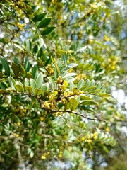 Zanthoxylum