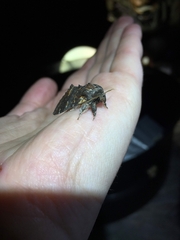 Notodonta dromedarius