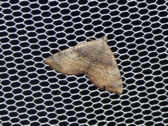 Chrysolarentia mecynata