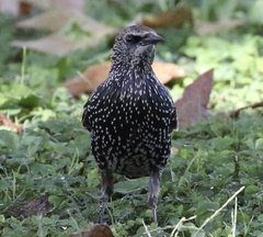 Sturnus vulgaris