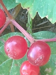 Viburnum opulus opulus