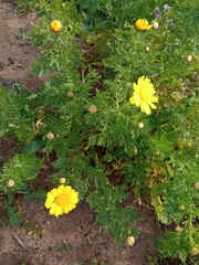 Glebionis coronaria