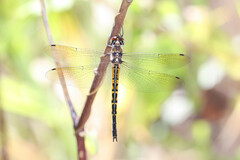 Hemicordulia australiae