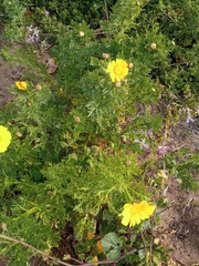 Glebionis coronaria